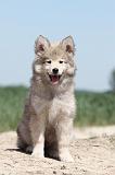 CHIEN FINNOIS DE LAPONIE 588